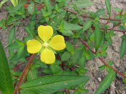 Attēlu rezultāti vaicājumam “Onagraceae”