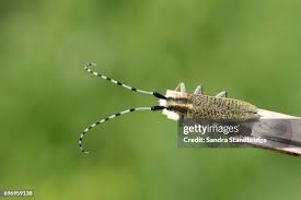 Attēlu rezultāti vaicājumam “Agapanthia villosoviridescens”