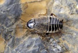 Attēlu rezultāti vaicājumam “Ectobius sylvestris female”