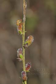 Attēlu rezultāti vaicājumam “Salix myrsinifolia female flower”
