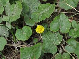 Attēlu rezultāti vaicājumam “Tussilago farfara leaf”