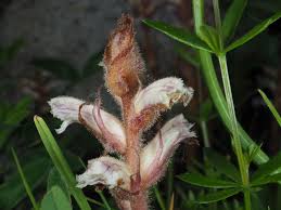 Attēlu rezultāti vaicājumam “Orobanche coerulescens flower”