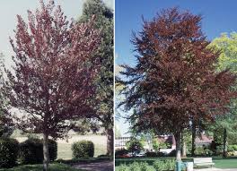 Attēlu rezultāti vaicājumam “Fagus sylvatica fo. purpurea fruit”
