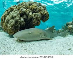 Image result for Ginglymostoma cirratum