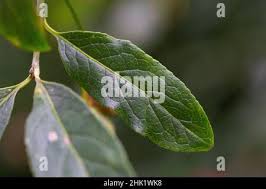 Attēlu rezultāti vaicājumam “Euonymus europaeus leaf”