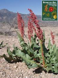 Attēlu rezultāti vaicājumam “Polygonaceae”