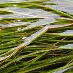 Attēlu rezultāti vaicājumam “Stuckenia pectinata leaf”