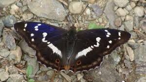 Attēlu rezultāti vaicājumam “Apatura iris male”