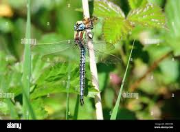 Attēlu rezultāti vaicājumam “Brachytron pratense”
