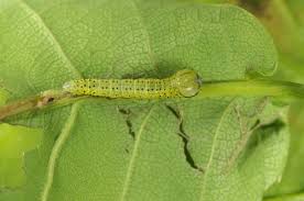 Attēlu rezultāti vaicājumam “Peridea anceps”