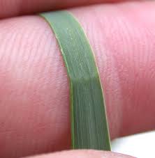 Attēlu rezultāti vaicājumam “Elytrigia repens subsp. arenosa”