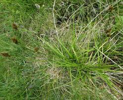 Attēlu rezultāti vaicājumam “Carex leporina”