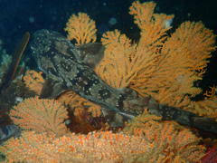 Image result for Haploblepharus pictus