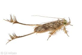 Attēlu rezultāti vaicājumam “Cidnopus aeruginosus”