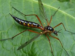 Attēlu rezultāti vaicājumam “Dictenidia bimaculata male”