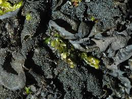 Attēlu rezultāti vaicājumam “Collema flaccidum”