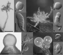 Attēlu rezultāti vaicājumam “Siphoptychium violaceum macro”