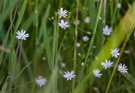 Attēlu rezultāti vaicājumam “Stellaria graminea flower”
