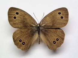 Attēlu rezultāti vaicājumam “Aphantopus hyperantus”