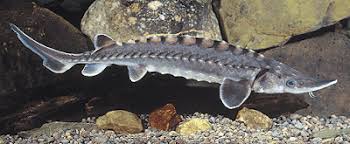 Image result for Acipenser fulvescens
