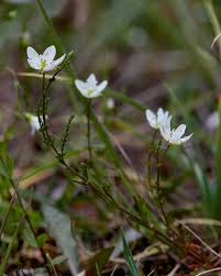 Attēlu rezultāti vaicājumam “Sagina nodosa”