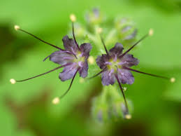 Attēlu rezultāti vaicājumam “Boraginaceae”