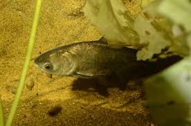 Image result for Hypophthalmichthys molitrix