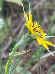 Attēlu rezultāti vaicājumam “Tragopogon pratensis subsp. pratensis”