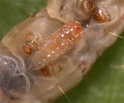 Attēlu rezultāti vaicājumam “Euura brevicornis larva”