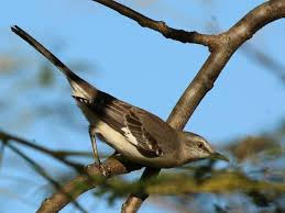 Image result for Mimus polyglottos