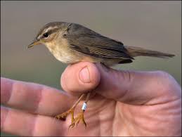 Image result for Phylloscopus schwarzi