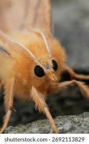 Attēlu rezultāti vaicājumam “Ennomos autumnaria male”