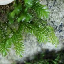 Attēlu rezultāti vaicājumam “Plagiochila asplenioides”