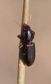 Attēlu rezultāti vaicājumam “Clivina fossor”