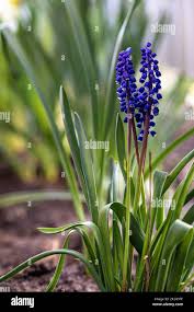 Attēlu rezultāti vaicājumam “Muscari neglectum flower”