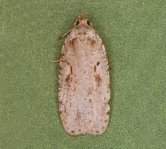 Attēlu rezultāti vaicājumam “Agonopterix ocellana”