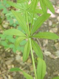 Attēlu rezultāti vaicājumam “Galium schultesii”