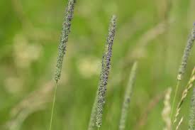 Attēlu rezultāti vaicājumam “Phleum pratense”