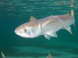 Image result for Mugil cephalus