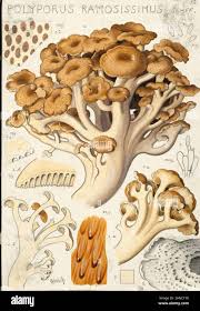 Attēlu rezultāti vaicājumam “Polyporus umbellatus”