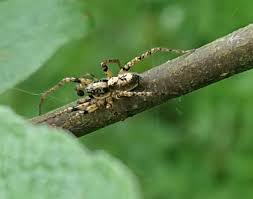 Attēlu rezultāti vaicājumam “Anyphaena accentuata”