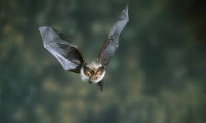 Attēlu rezultāti vaicājumam “Plecotus auritus”