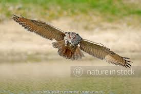 Attēlu rezultāti vaicājumam “Bubo bubo adult”