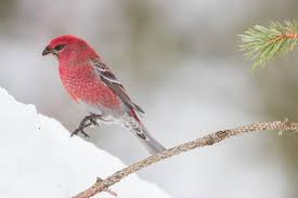 Image result for Pinicola enucleator