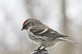 Attēlu rezultāti vaicājumam “Carduelis flammea female”