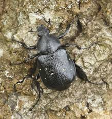 Attēlu rezultāti vaicājumam “Gnorimus variabilis”