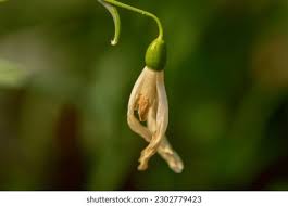 Attēlu rezultāti vaicājumam “Galanthus nivalis bud”