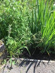 Attēlu rezultāti vaicājumam “Scirpus sylvaticus leaf”