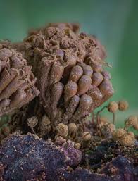 Attēlu rezultāti vaicājumam “Tubifera applanata macro”