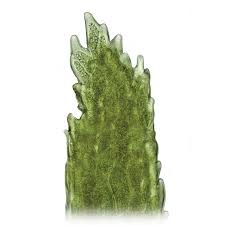 Attēlu rezultāti vaicājumam “Paraleucobryum longifolium”